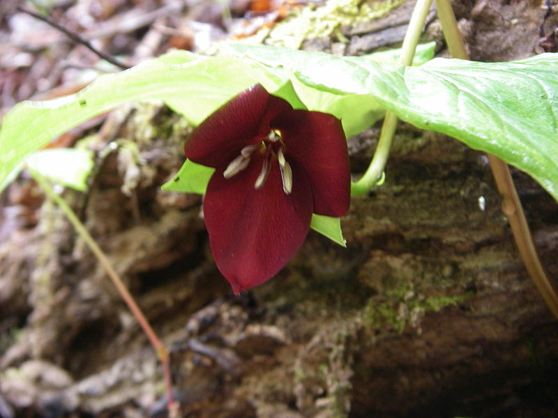 Trillium vaseyi